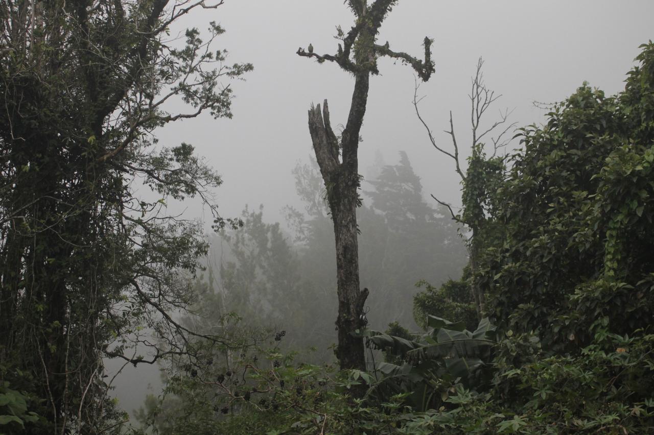 Hotel Bosque Verde Lodge Monteverde ภายนอก รูปภาพ