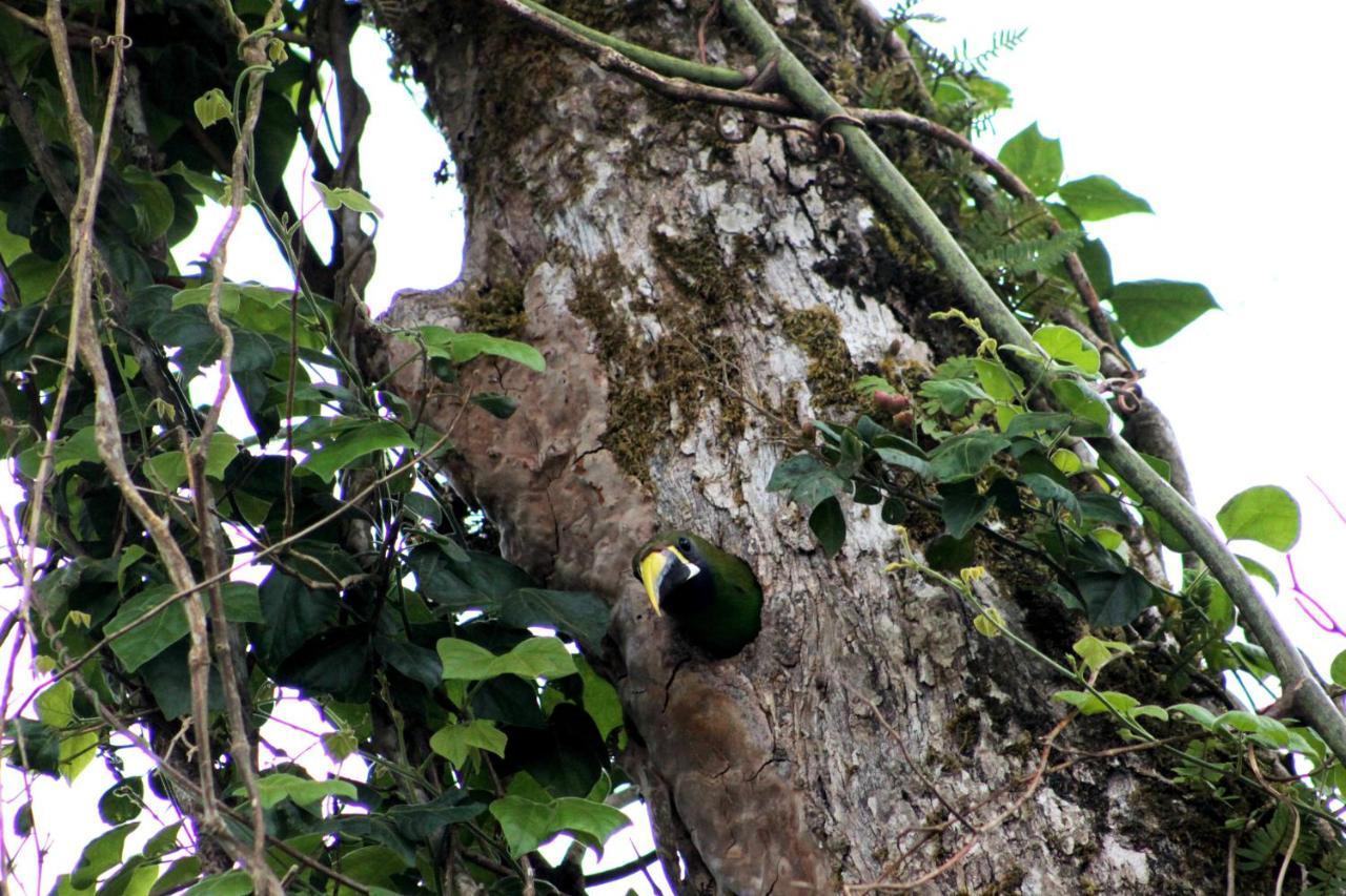 Hotel Bosque Verde Lodge Monteverde ภายนอก รูปภาพ
