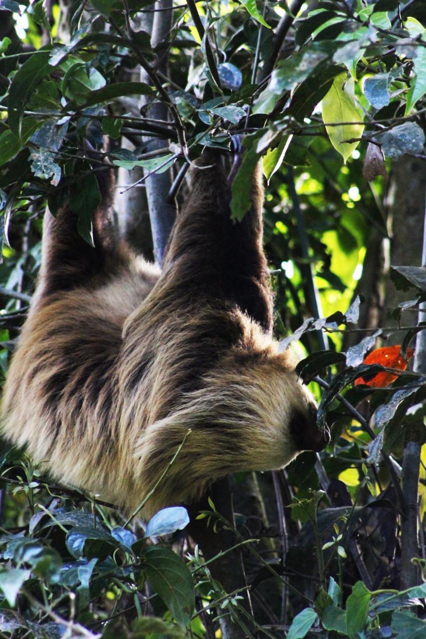 Hotel Bosque Verde Lodge Monteverde ภายนอก รูปภาพ