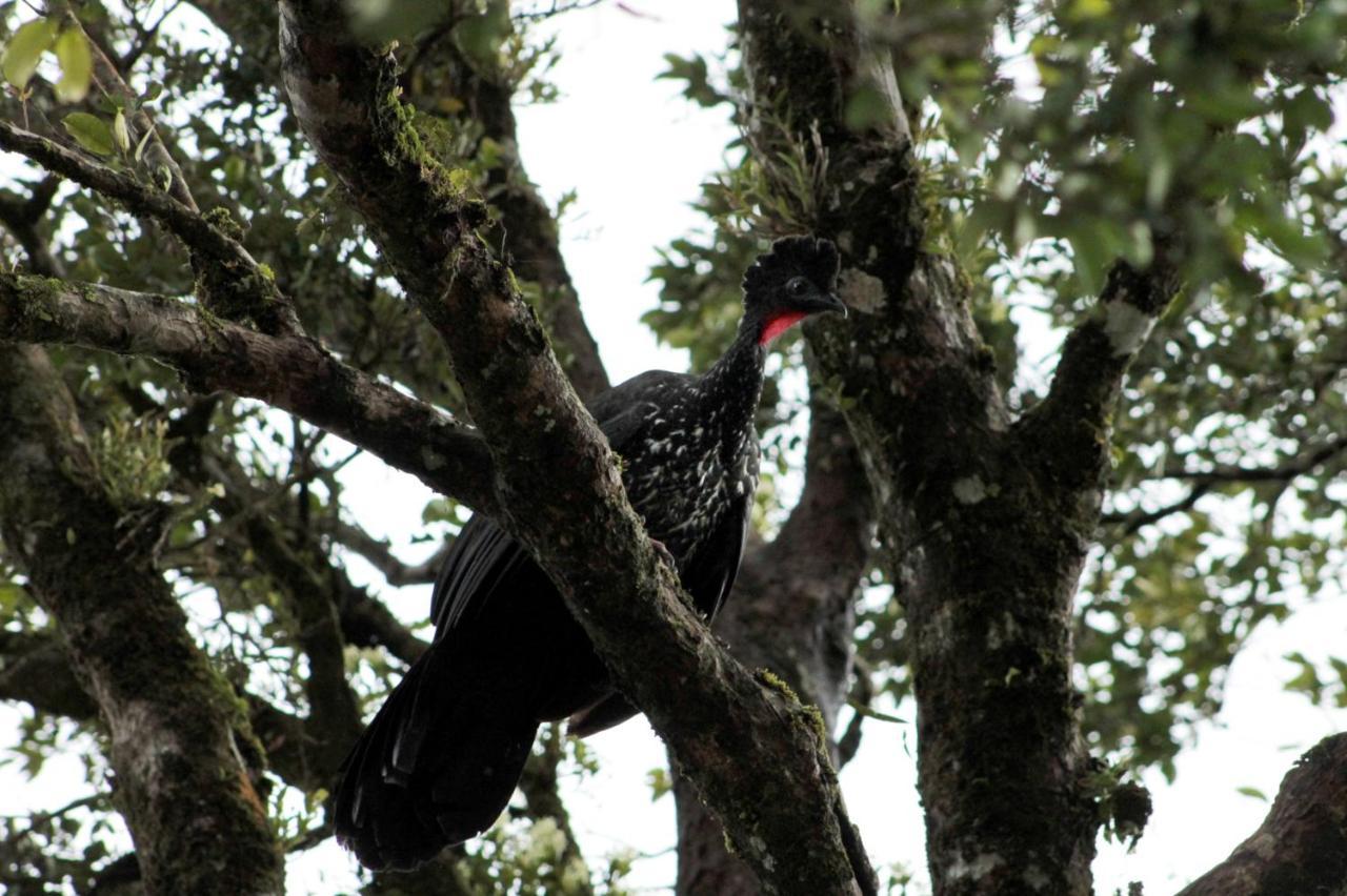 Hotel Bosque Verde Lodge Monteverde ภายนอก รูปภาพ