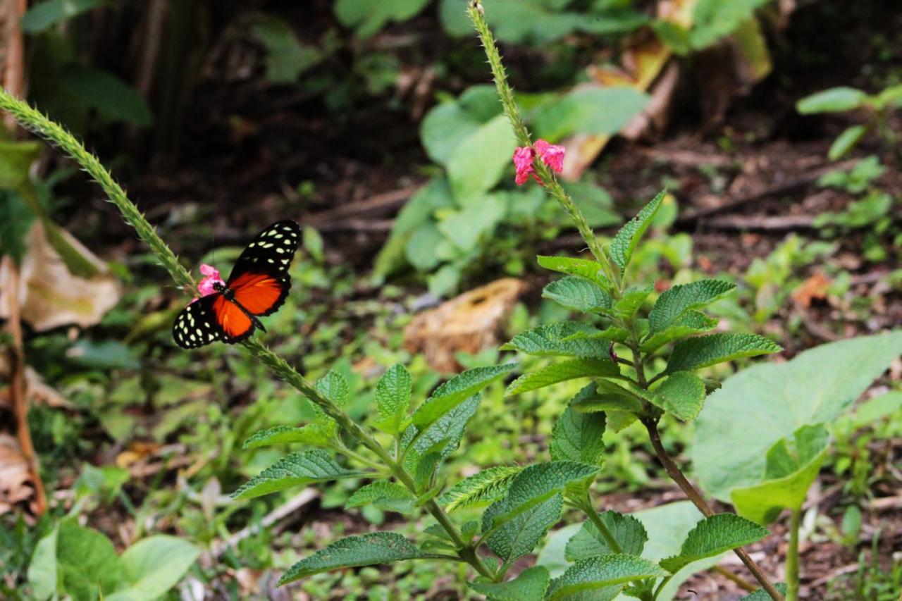Hotel Bosque Verde Lodge Monteverde ภายนอก รูปภาพ