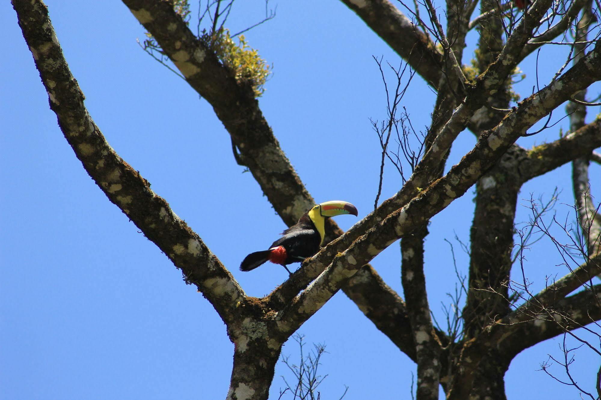 Hotel Bosque Verde Lodge Monteverde ภายนอก รูปภาพ