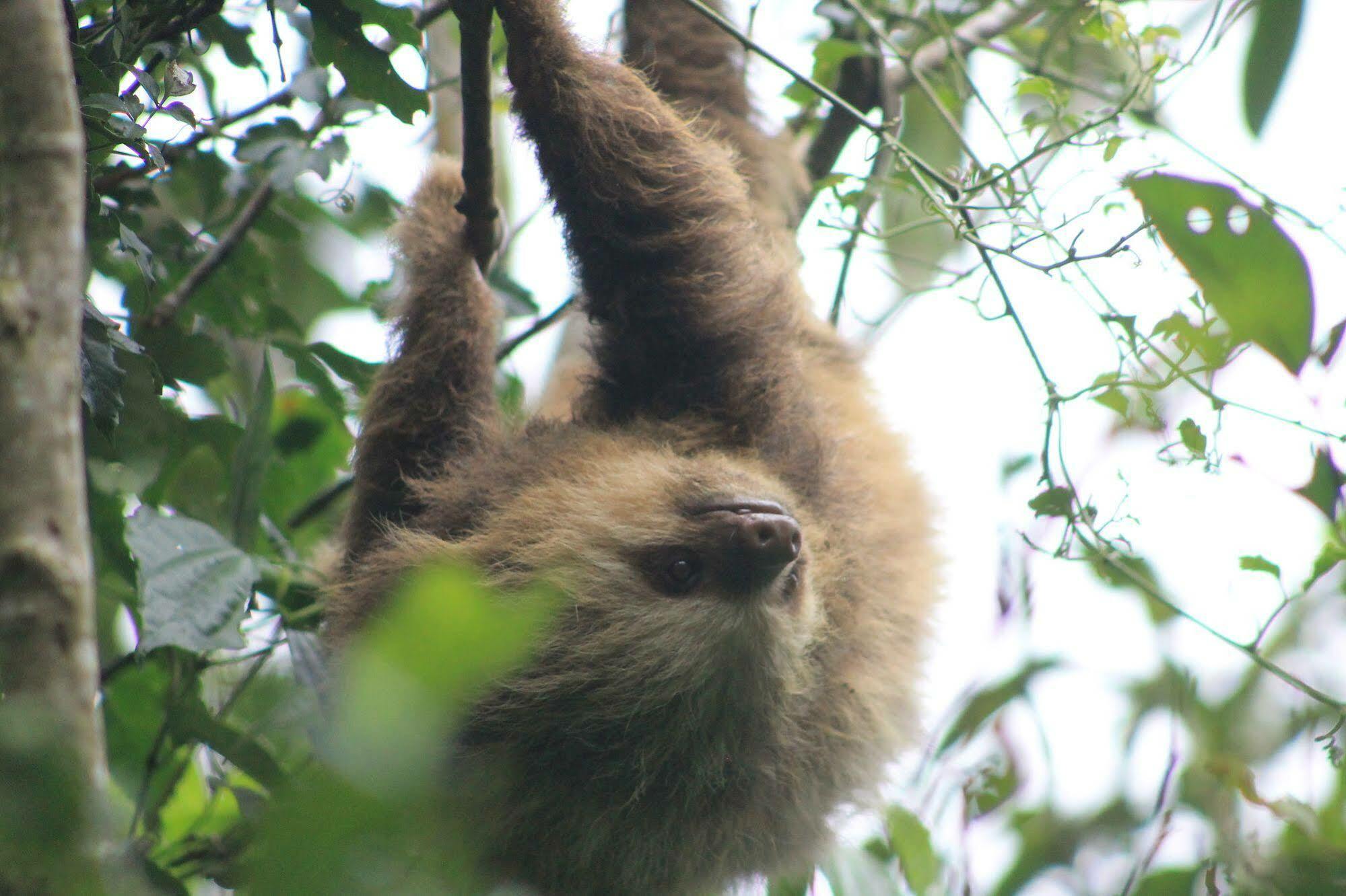 Hotel Bosque Verde Lodge Monteverde ภายนอก รูปภาพ