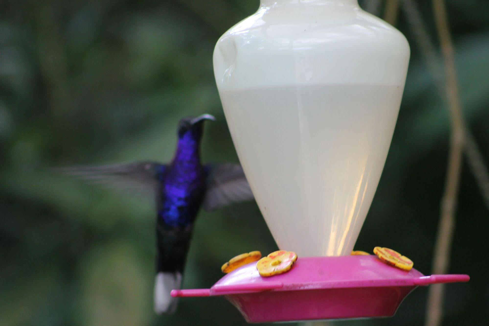 Hotel Bosque Verde Lodge Monteverde ภายนอก รูปภาพ