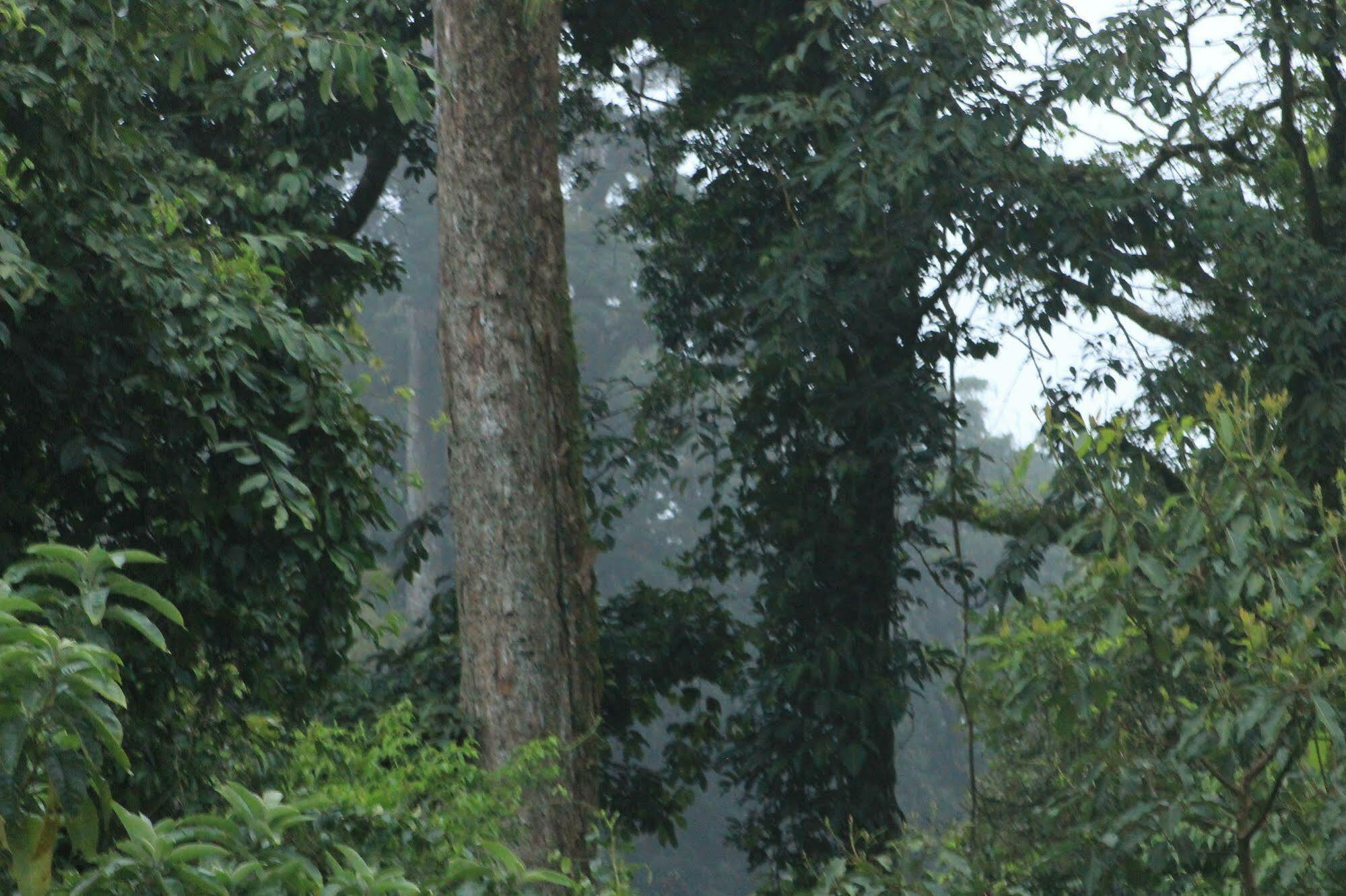 Hotel Bosque Verde Lodge Monteverde ภายนอก รูปภาพ